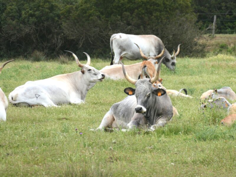 mandrie al pascolo nel parco della maremma