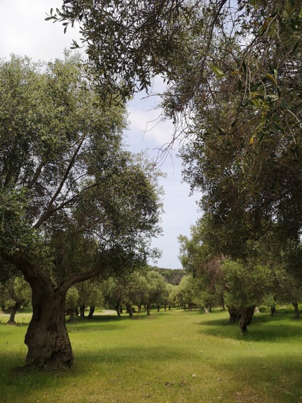 i campi di oliveti secolari nel parco della maremma