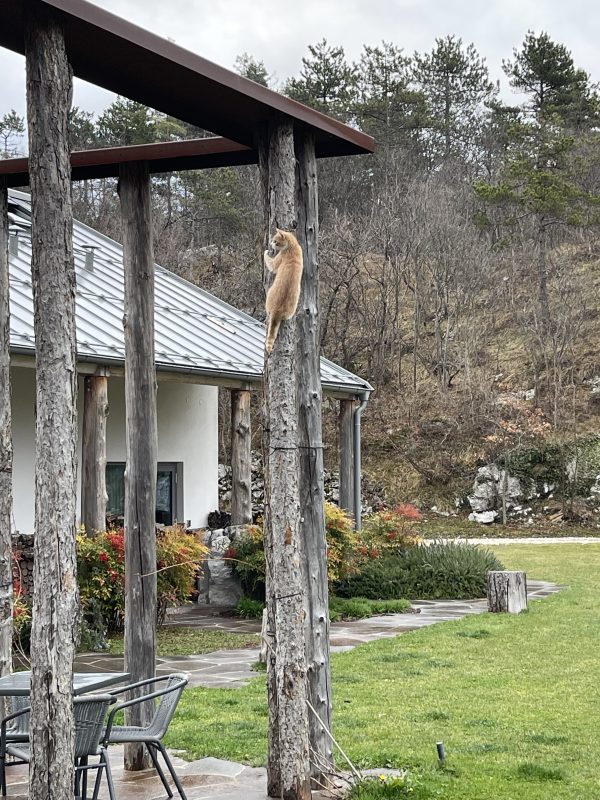 Il gatto dell'agroturismo