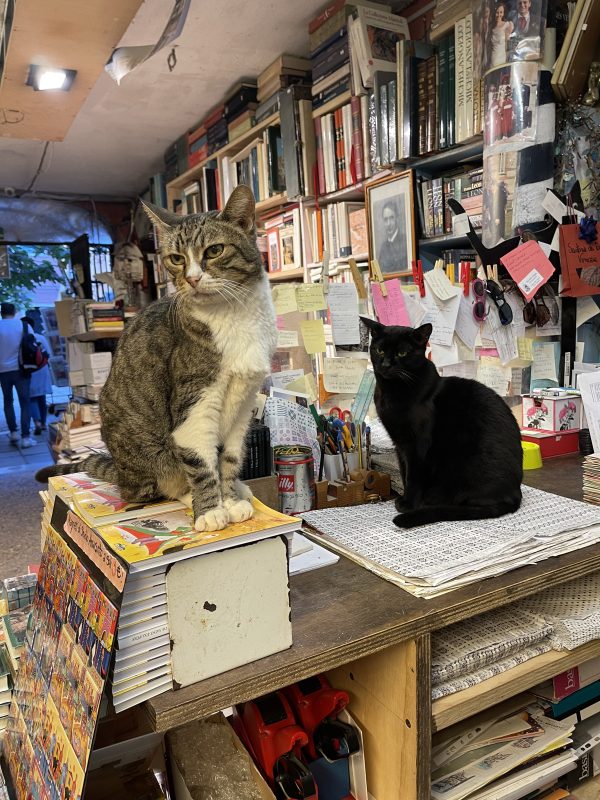 I gatti della libreria acqua alta