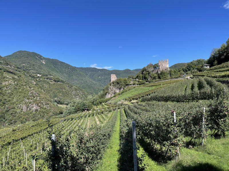 Vigneti della Cantina Barone a Prato