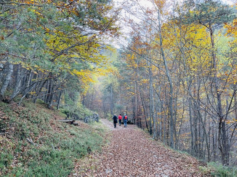 Inizio sentiero su strada forestale verso Corno Battisti