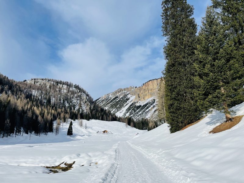 Strada forestale innevata