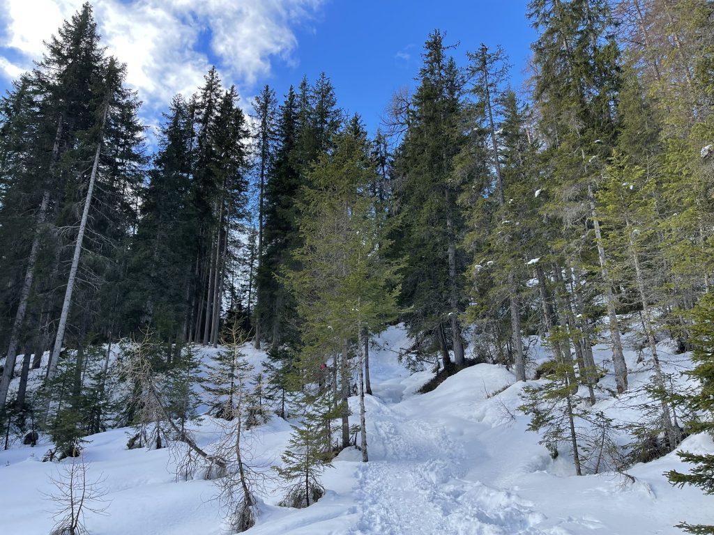 Tratto di sentiero nel bosco