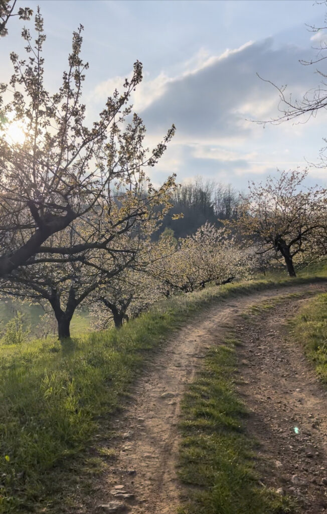 Lungo i sentieri della Marcia delle Rose