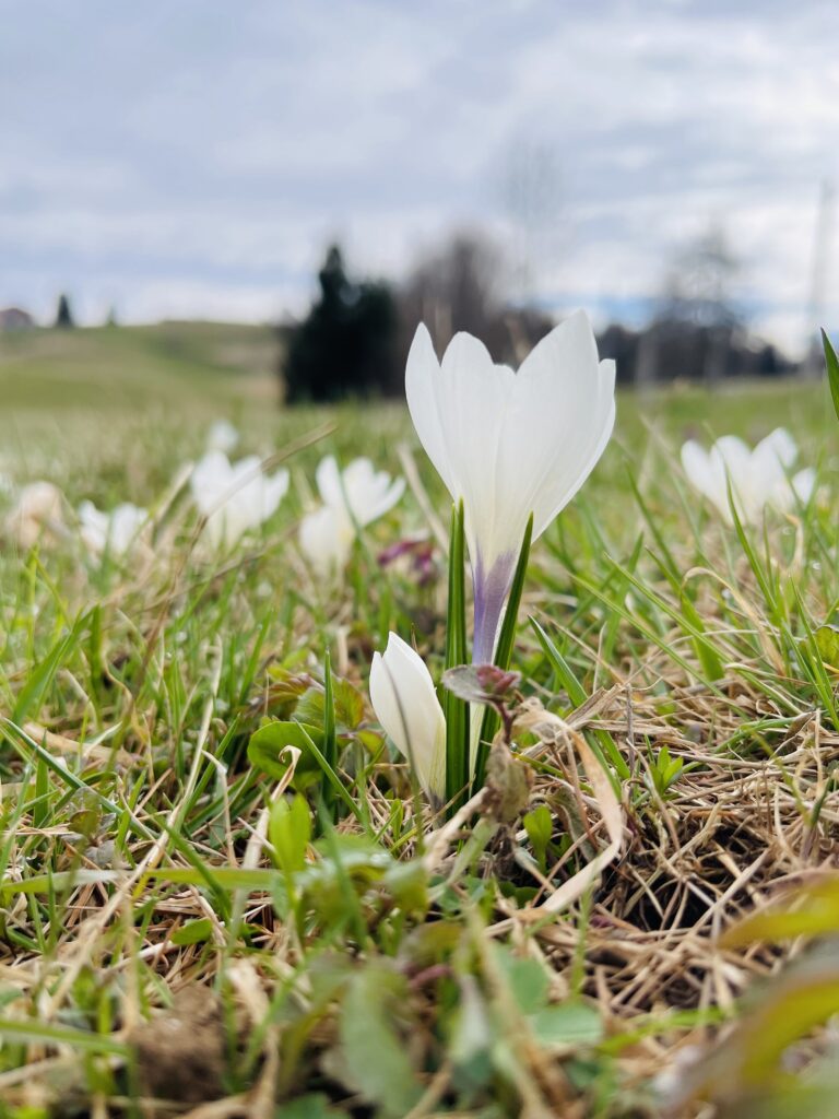 Crocus fiore