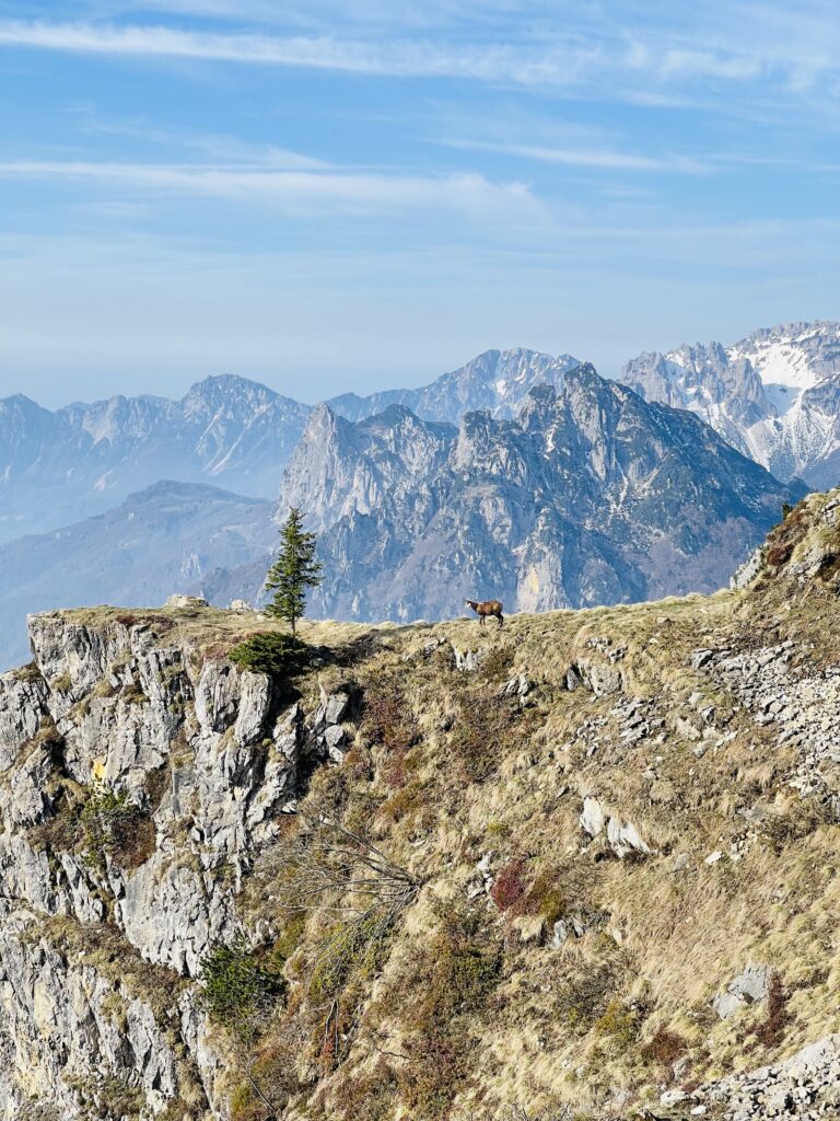 Camosci e panorami lungo il sentiero delle 52 Gallerie