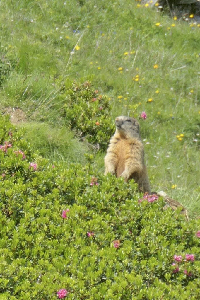 Marmotte in allerta lungo la via Spluga