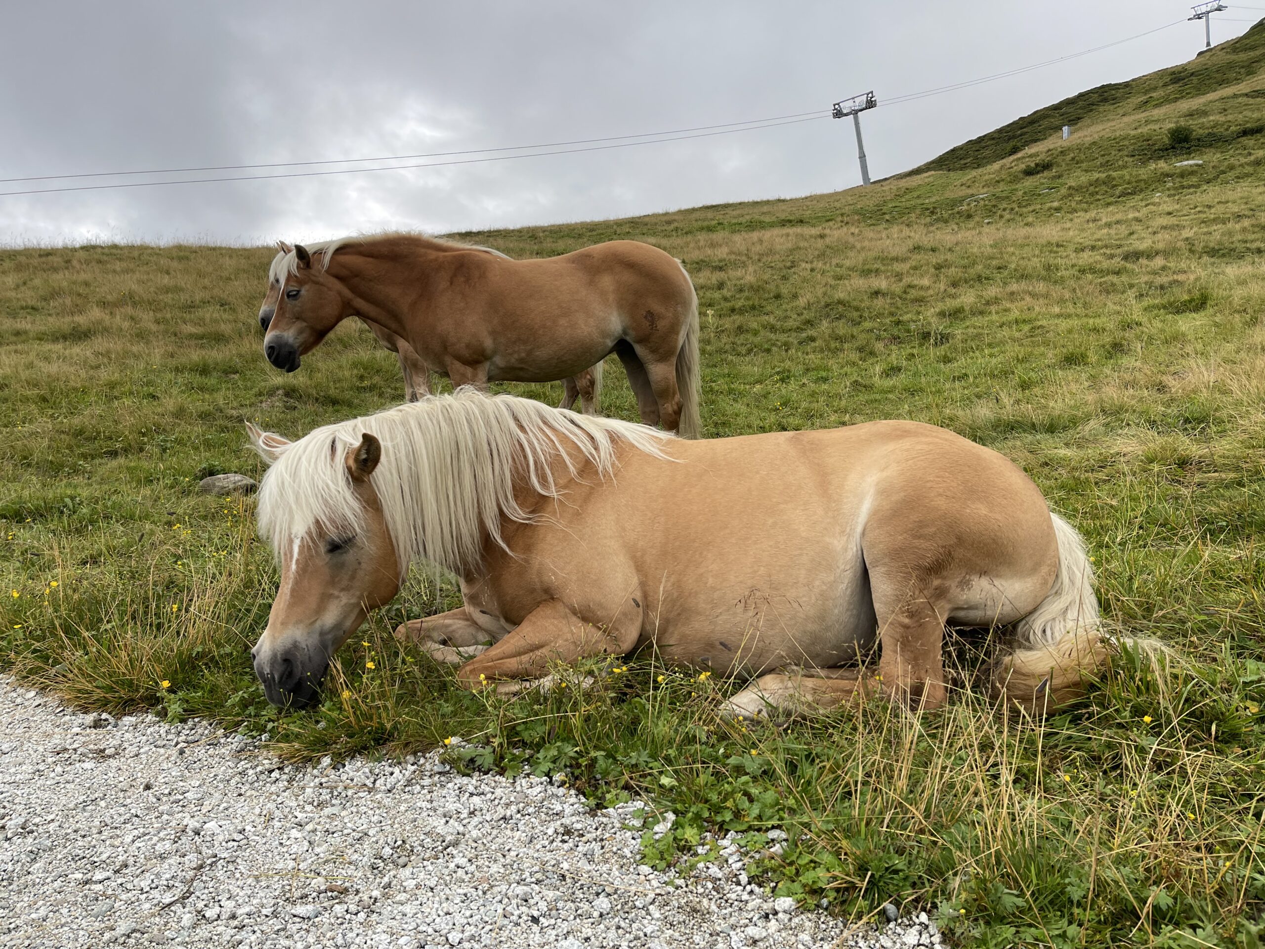 Sentiero delle Malghe a Racines-Giovo animali al pascolo