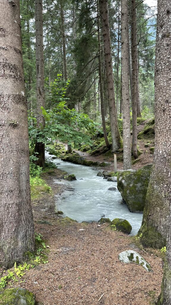 il bosco a Mareta